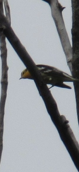 hemlokkparula - ML640315389
