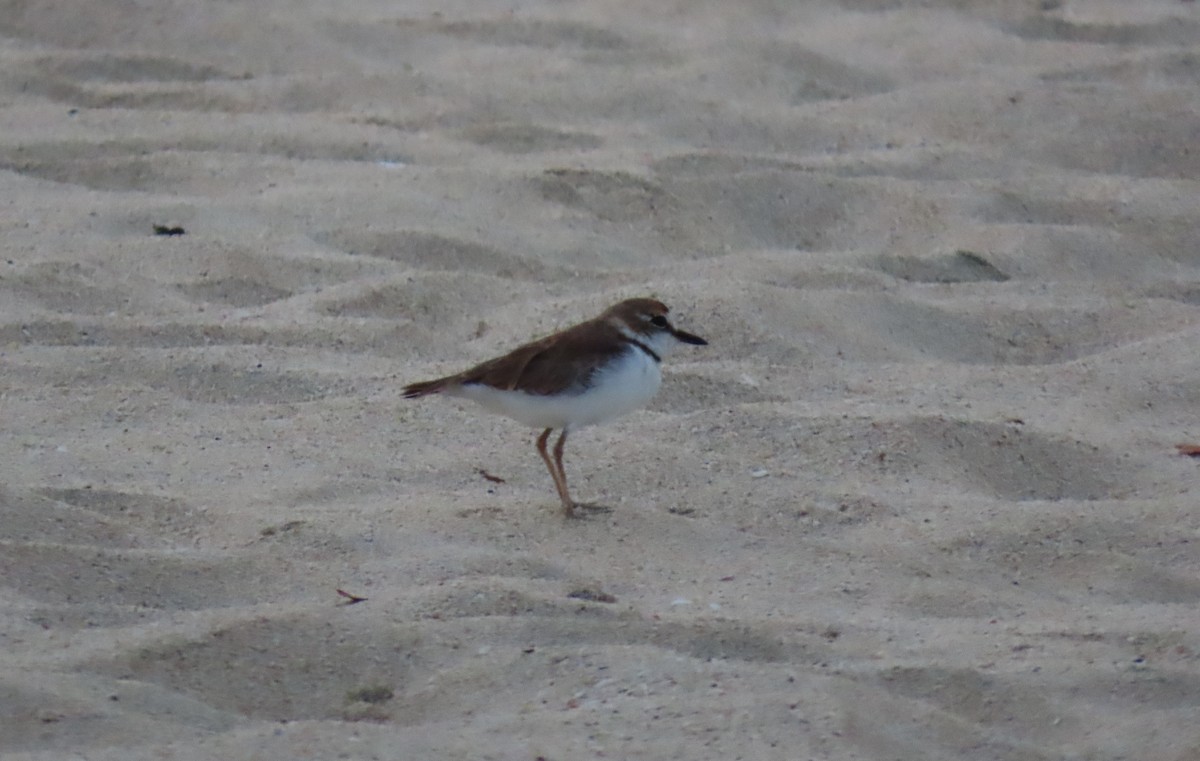 Collared Plover - ML640315398