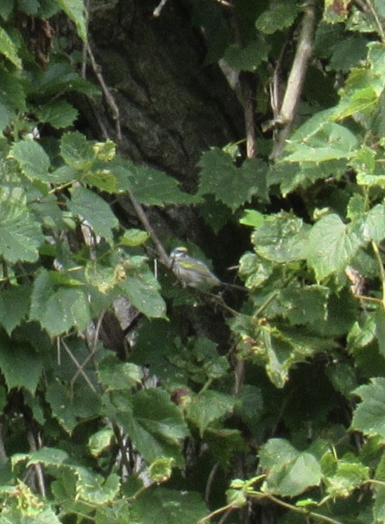 gullvingeparula - ML640315400