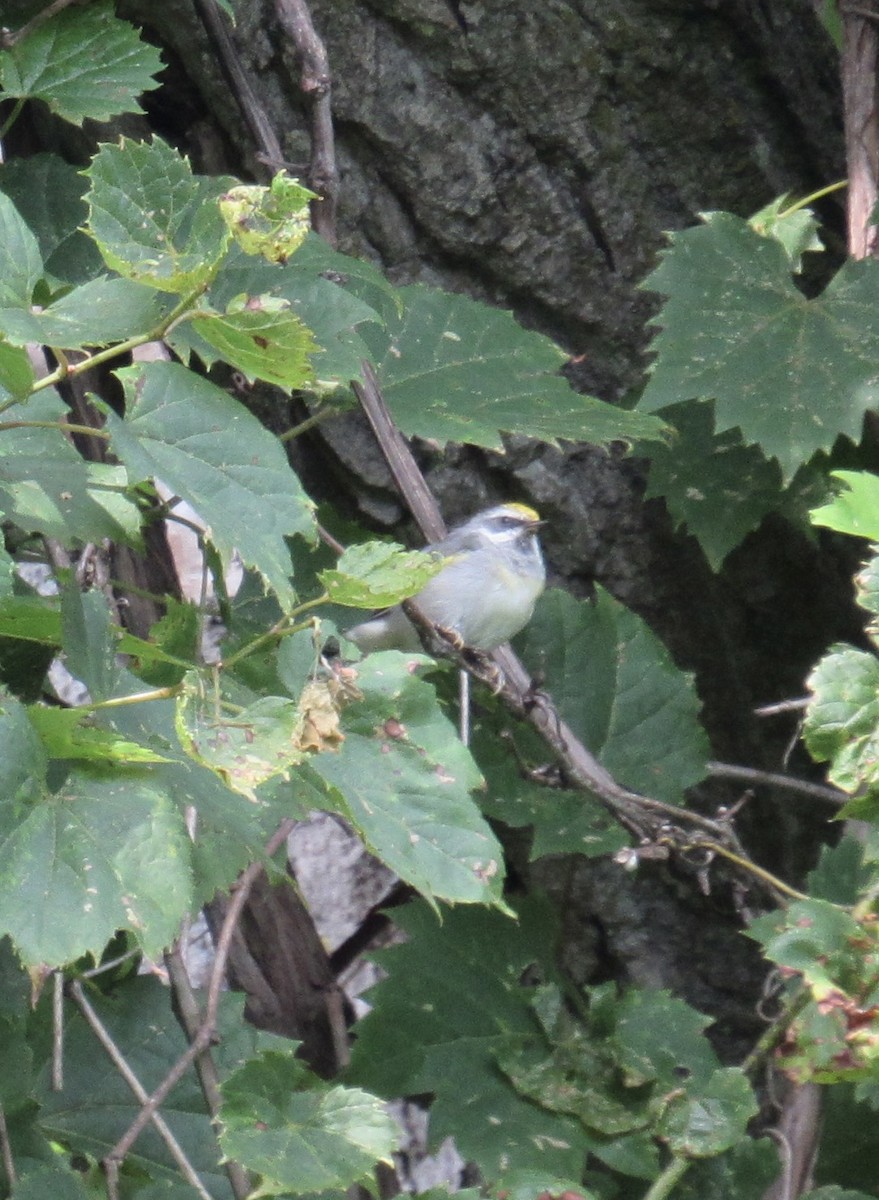 gullvingeparula - ML640315407