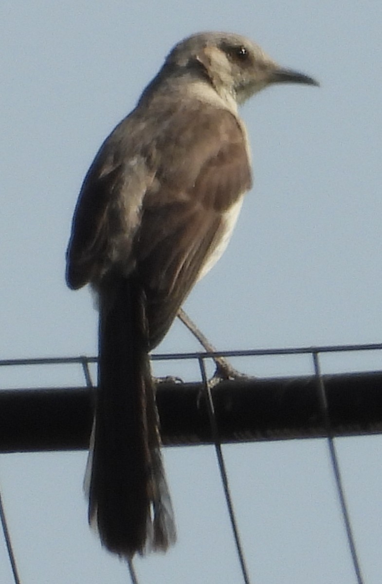 Northern Mockingbird - ML640315439