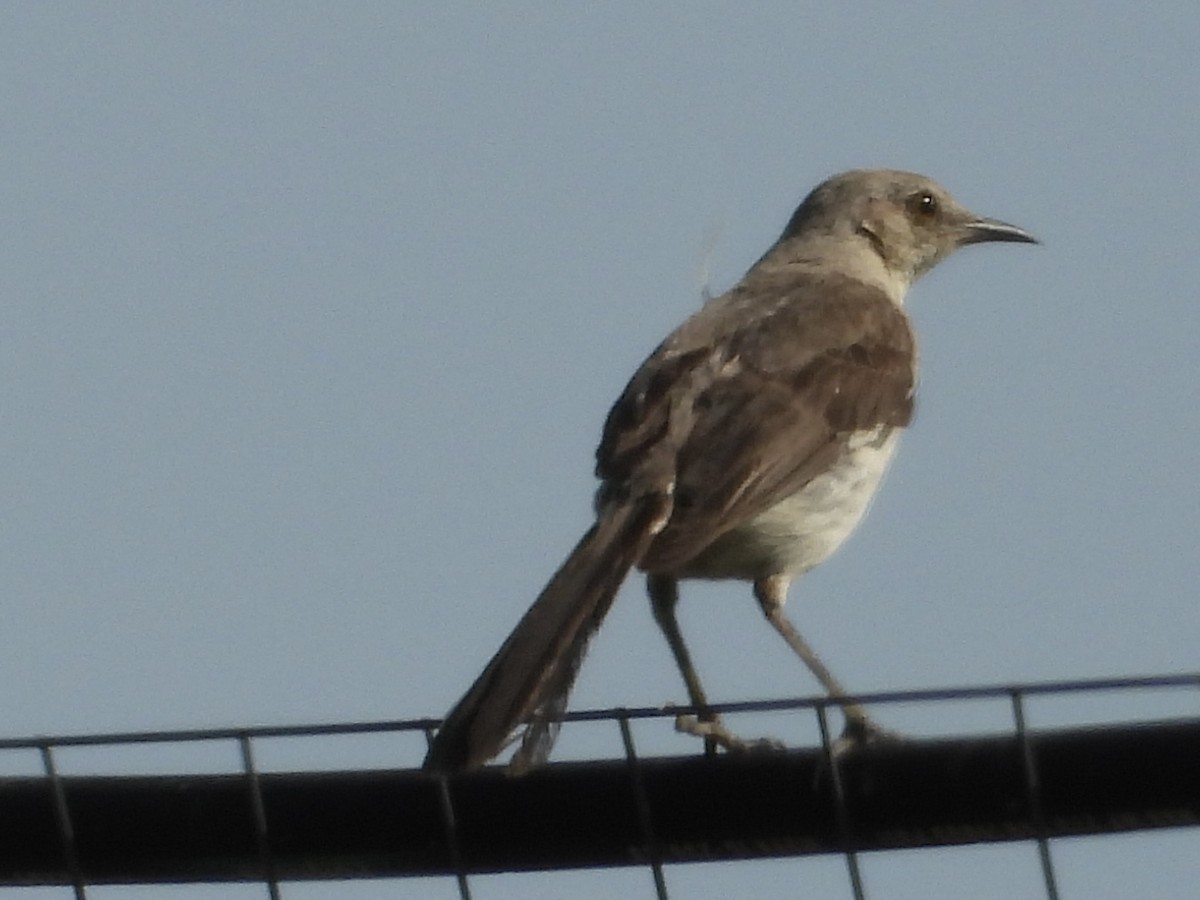 Northern Mockingbird - ML640315440