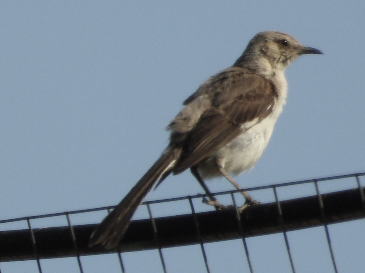 Northern Mockingbird - ML640315441
