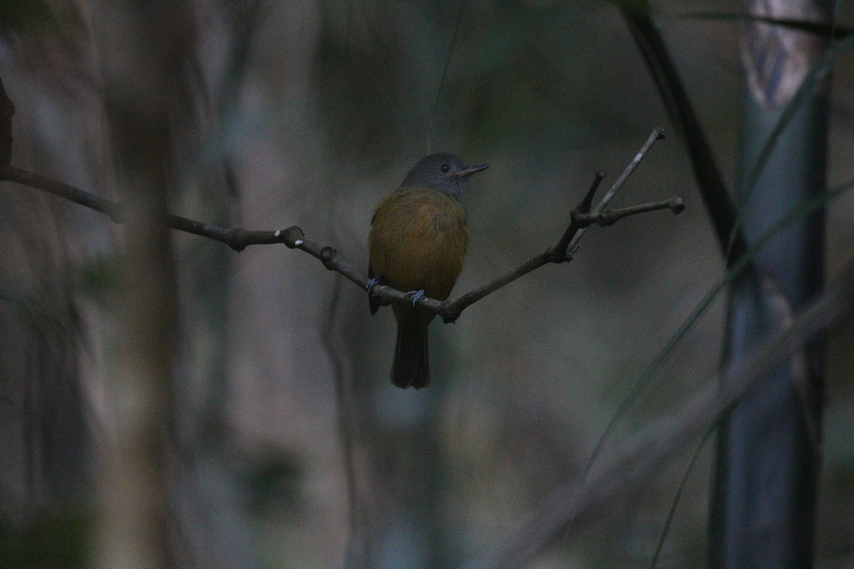 Gray-hooded Flycatcher - ML640315486