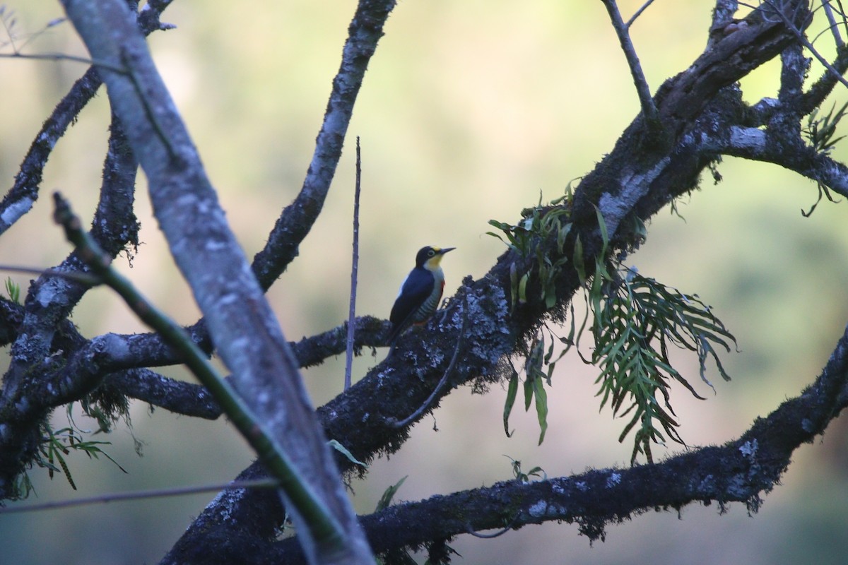 Yellow-fronted Woodpecker - ML640315528