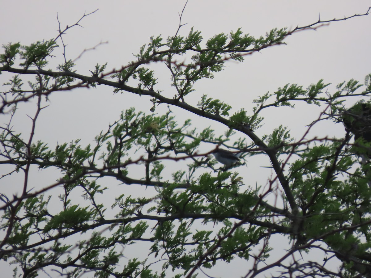 Tropical Gnatcatcher - ML640315562
