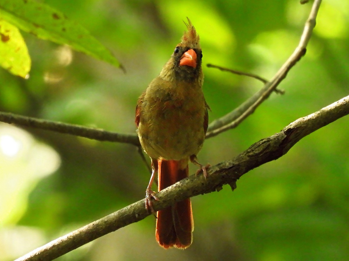 Northern Cardinal - ML640315606