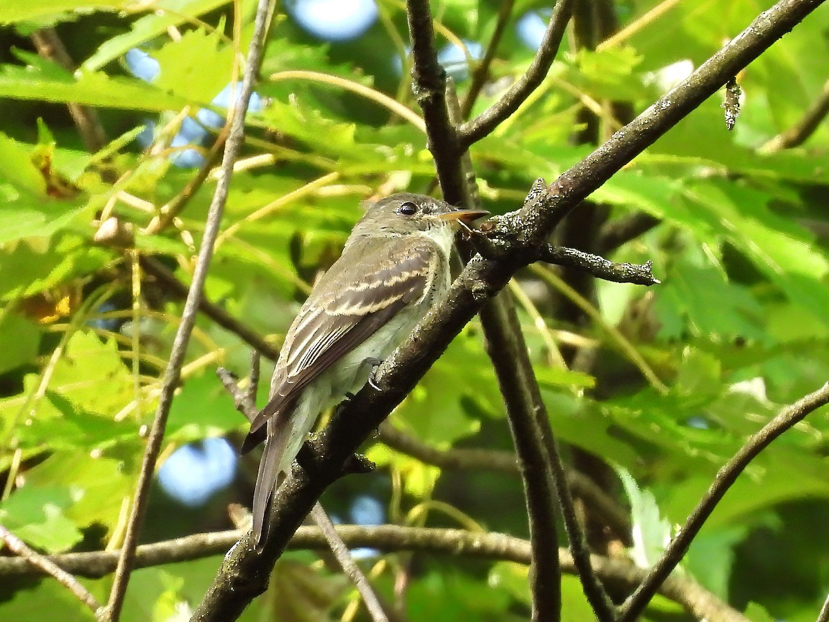 Eastern Wood-Pewee - ML640315610