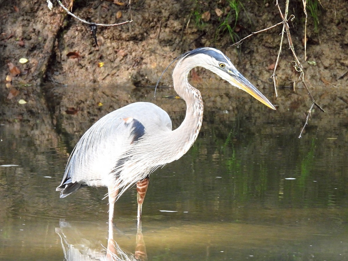 Great Blue Heron - ML640315618