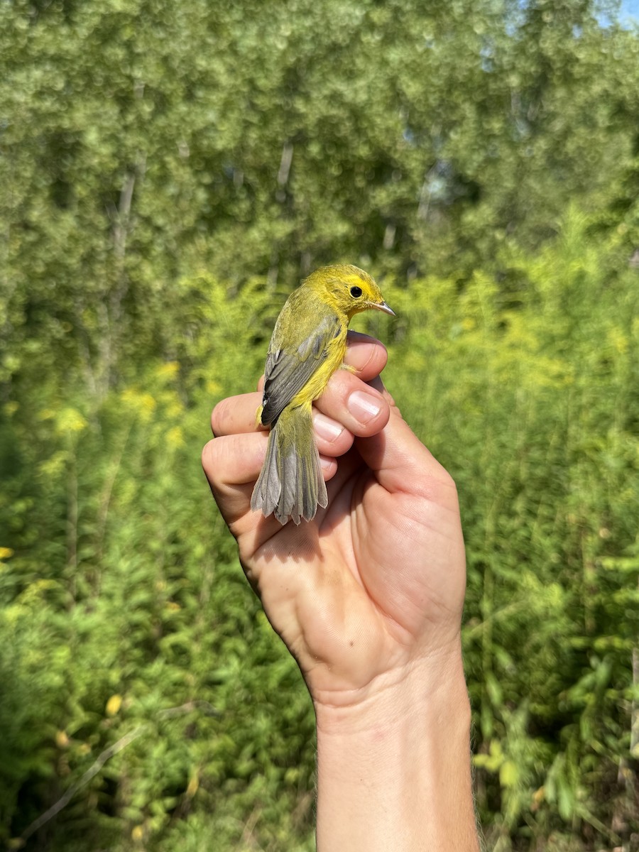 Wilson's Warbler - ML640315625