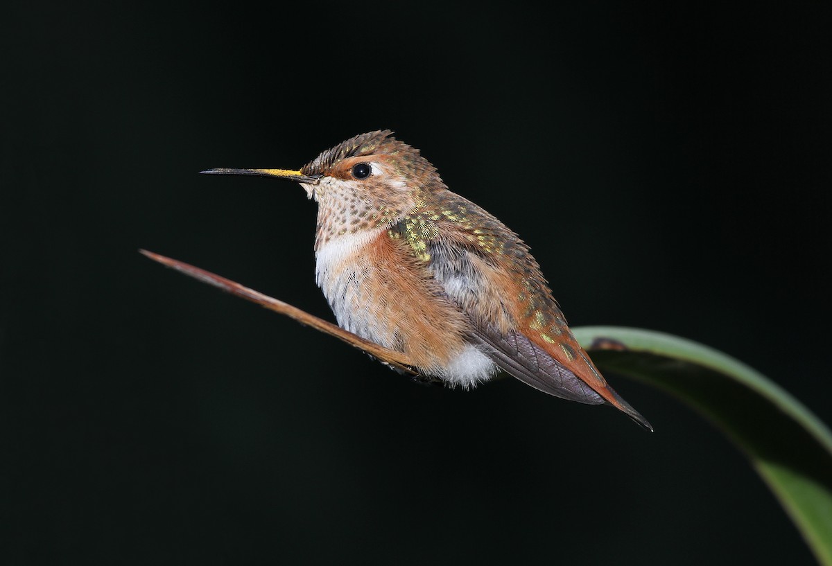 Rufous Hummingbird - ML640315629