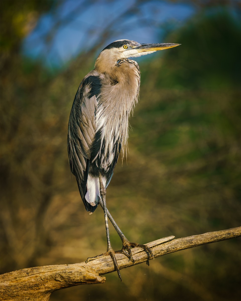 Great Blue Heron - ML640315680
