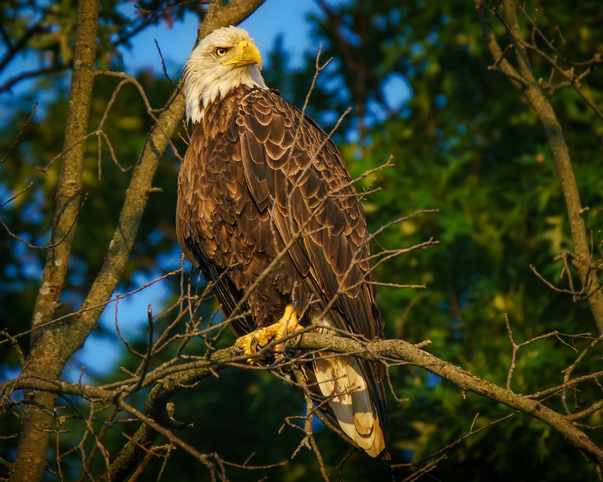 Bald Eagle - ML640315694