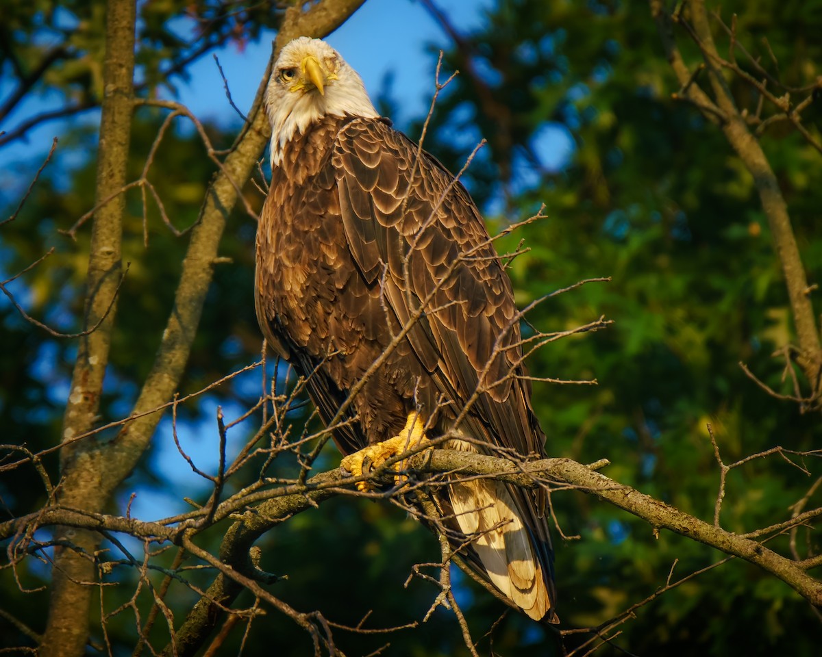 Bald Eagle - ML640315696