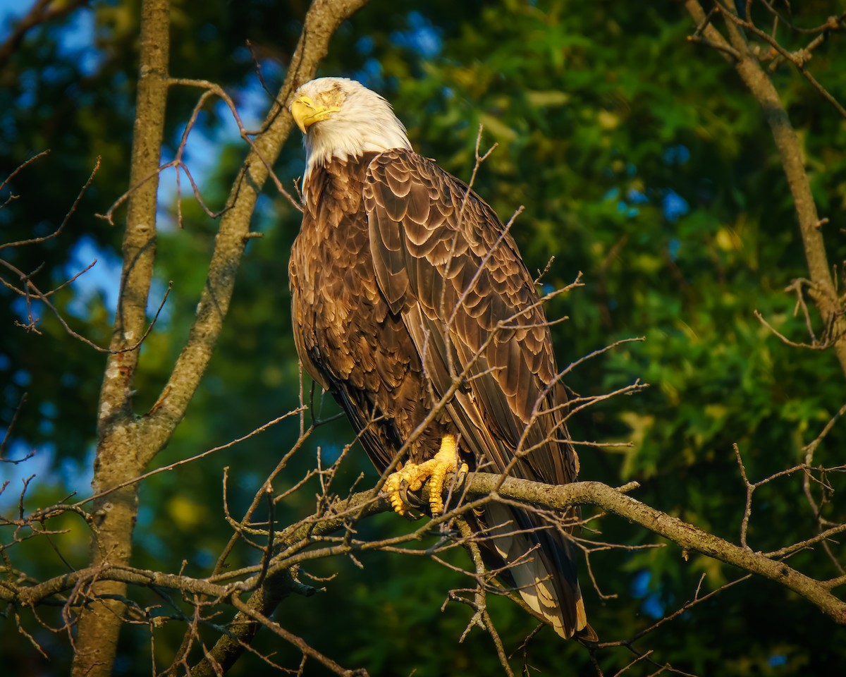 Bald Eagle - ML640315698