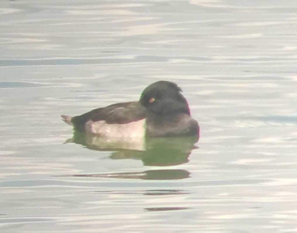 Tufted Duck - ML640315700