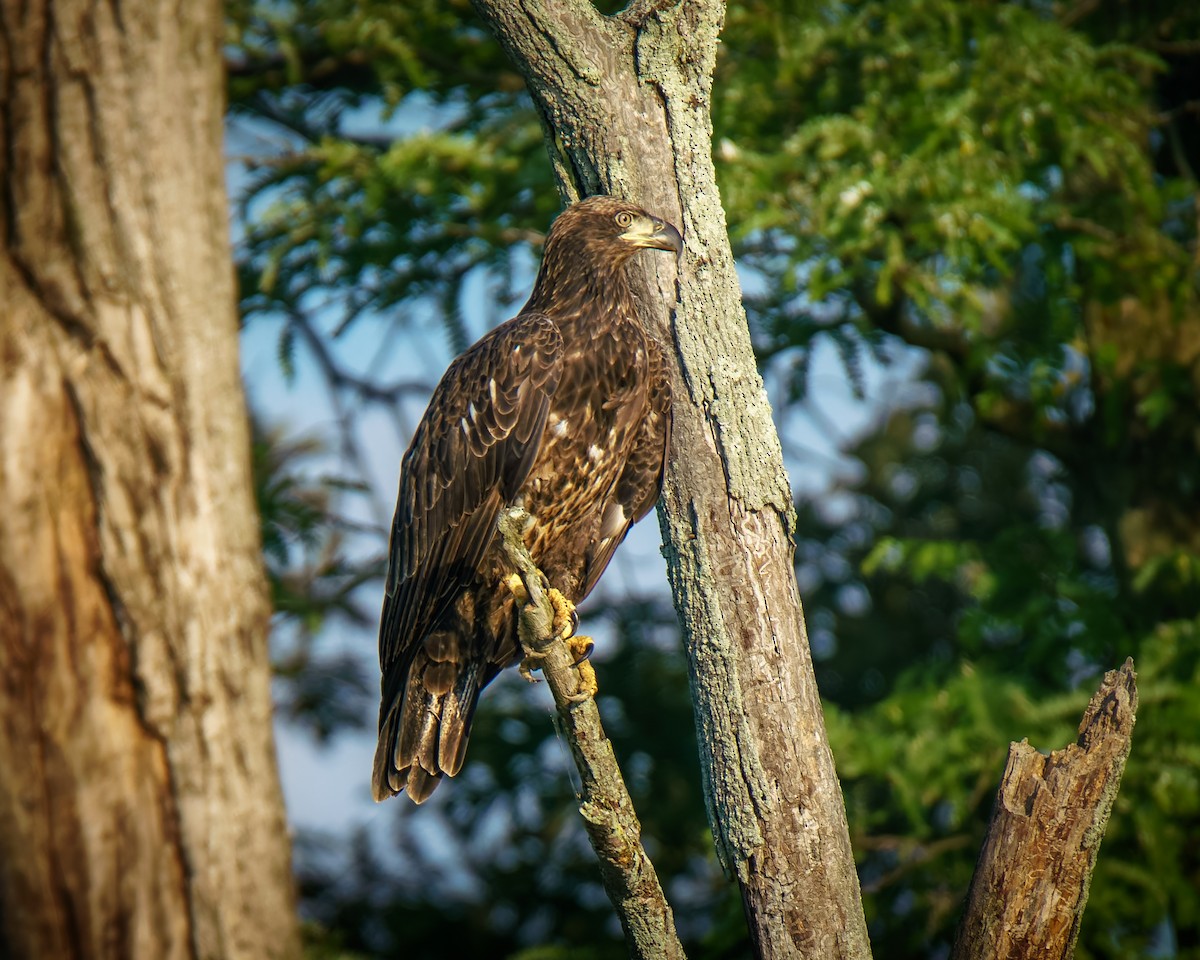 Bald Eagle - ML640315702