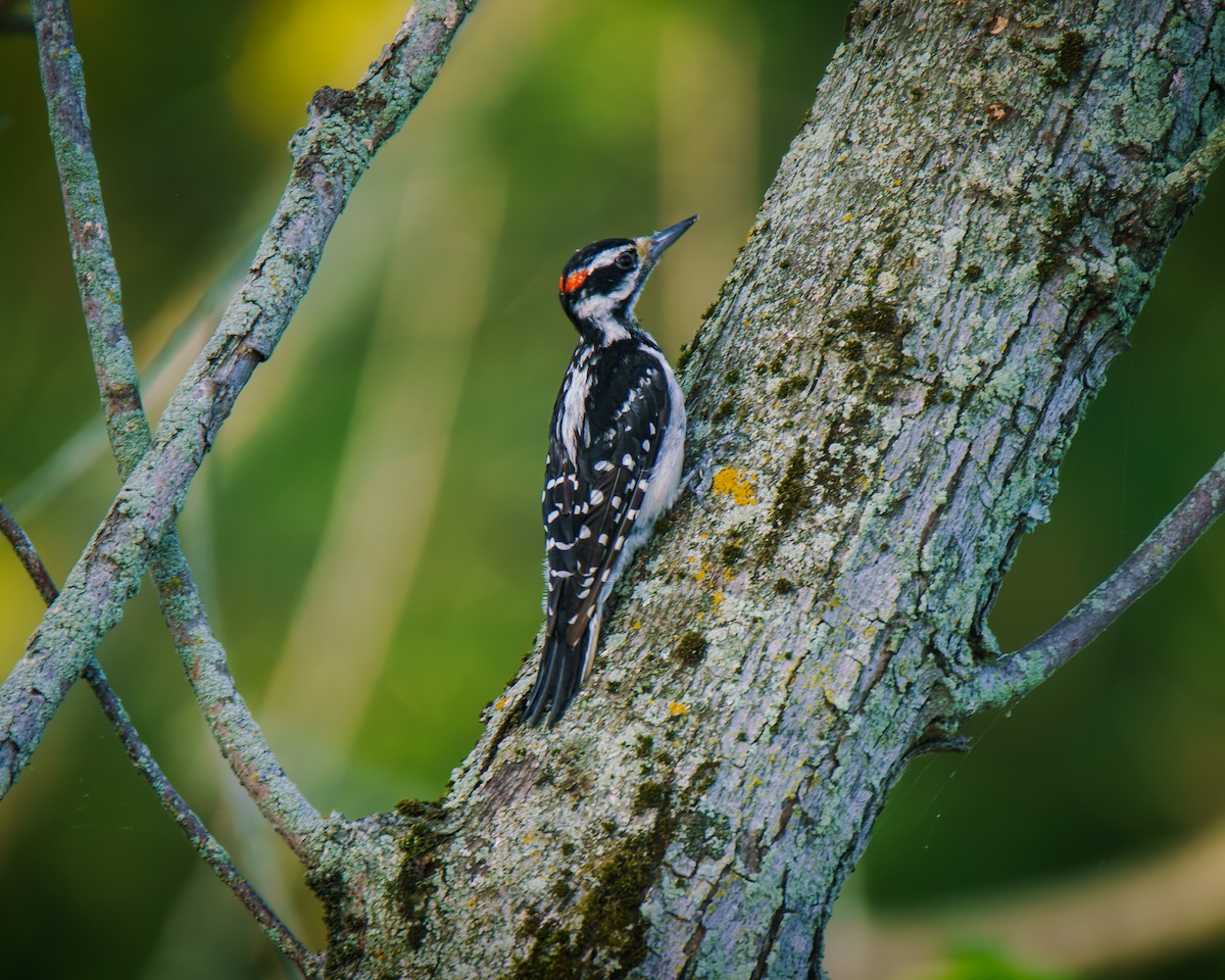 Hairy Woodpecker - ML640315704