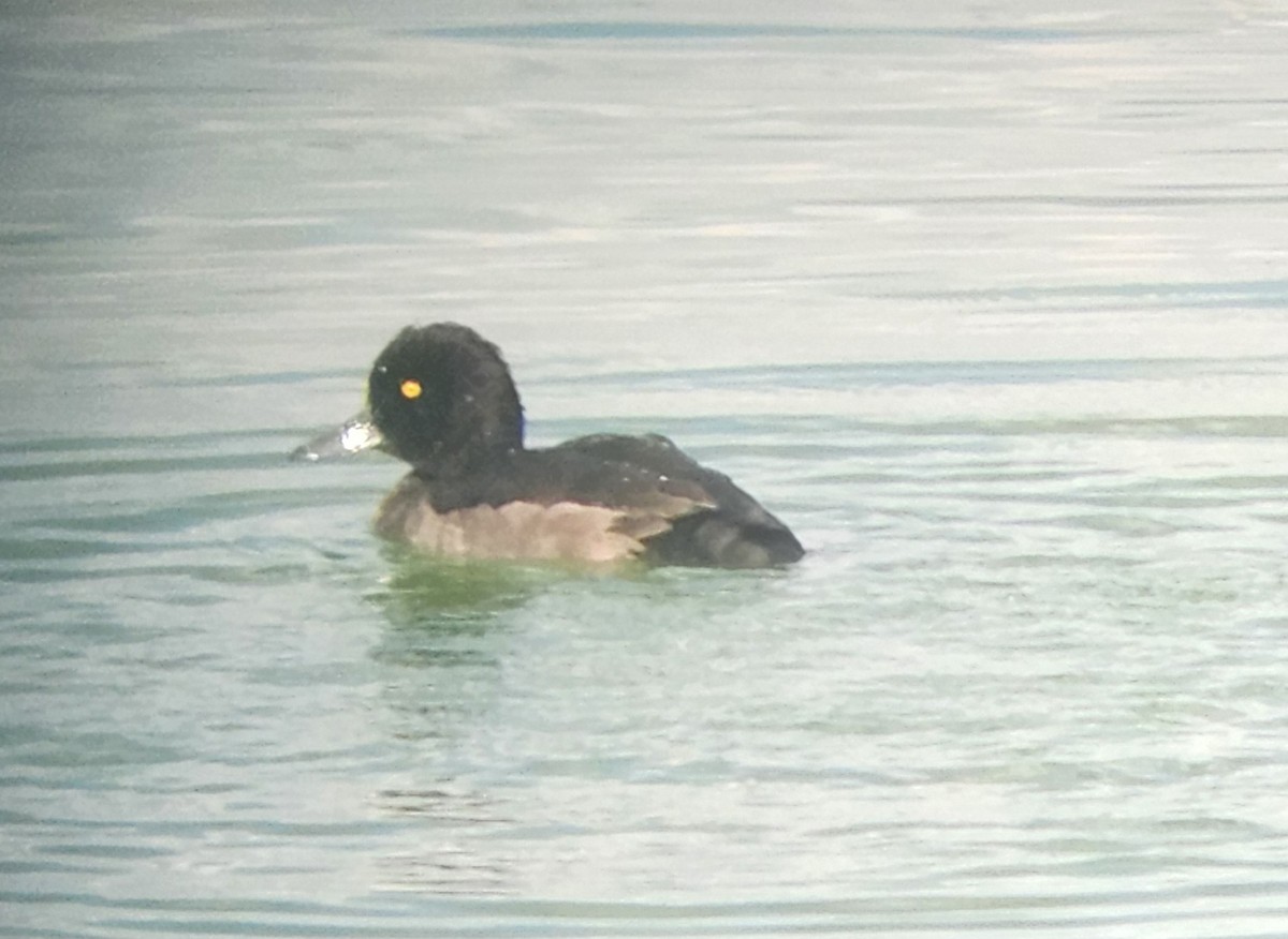Tufted Duck - ML640315705