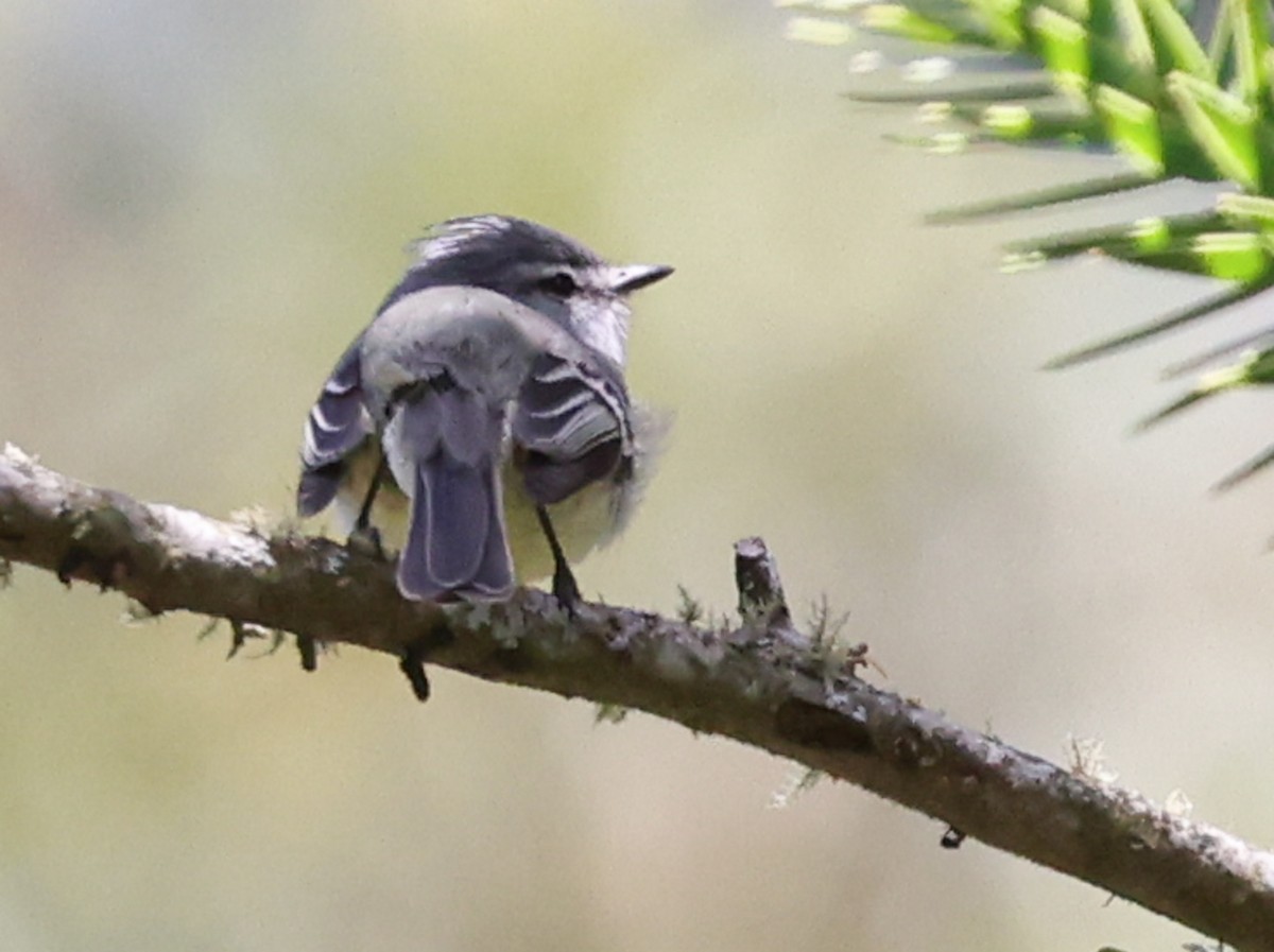 White-crested Tyrannulet (Sulphur-bellied) - ML640315707