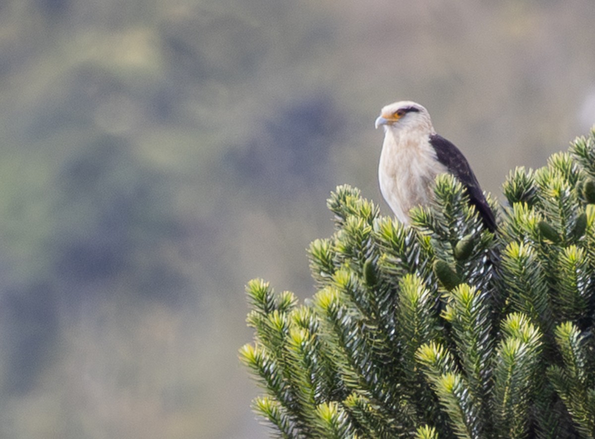 Yellow-headed Caracara - ML640315751