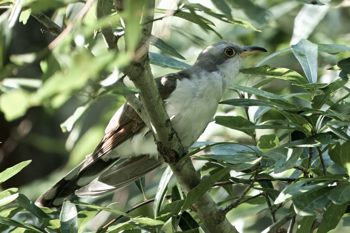 Yellow-billed Cuckoo - ML640315755