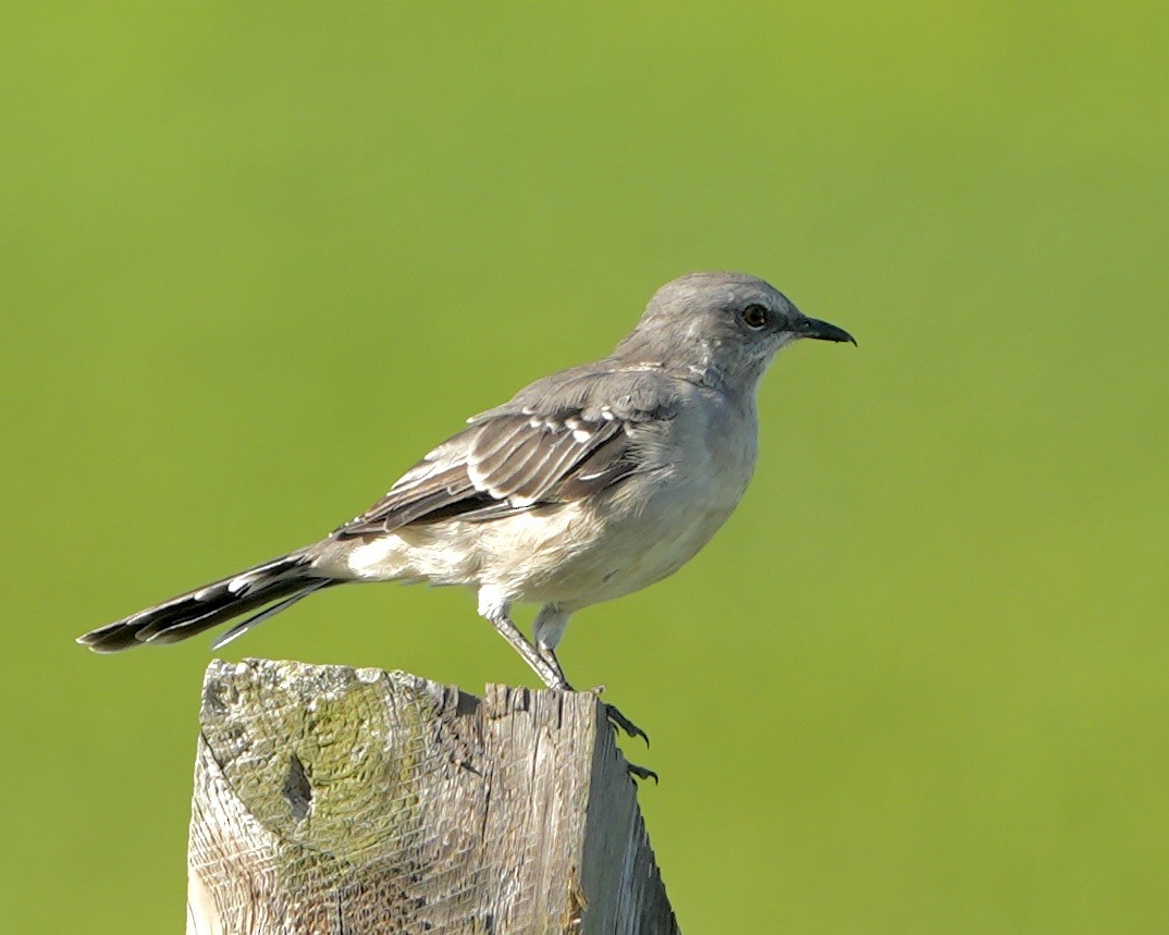 Northern Mockingbird - ML640315757
