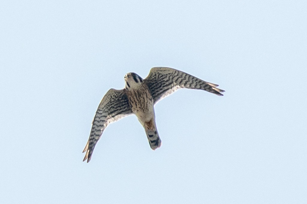 American Kestrel - ML640315786