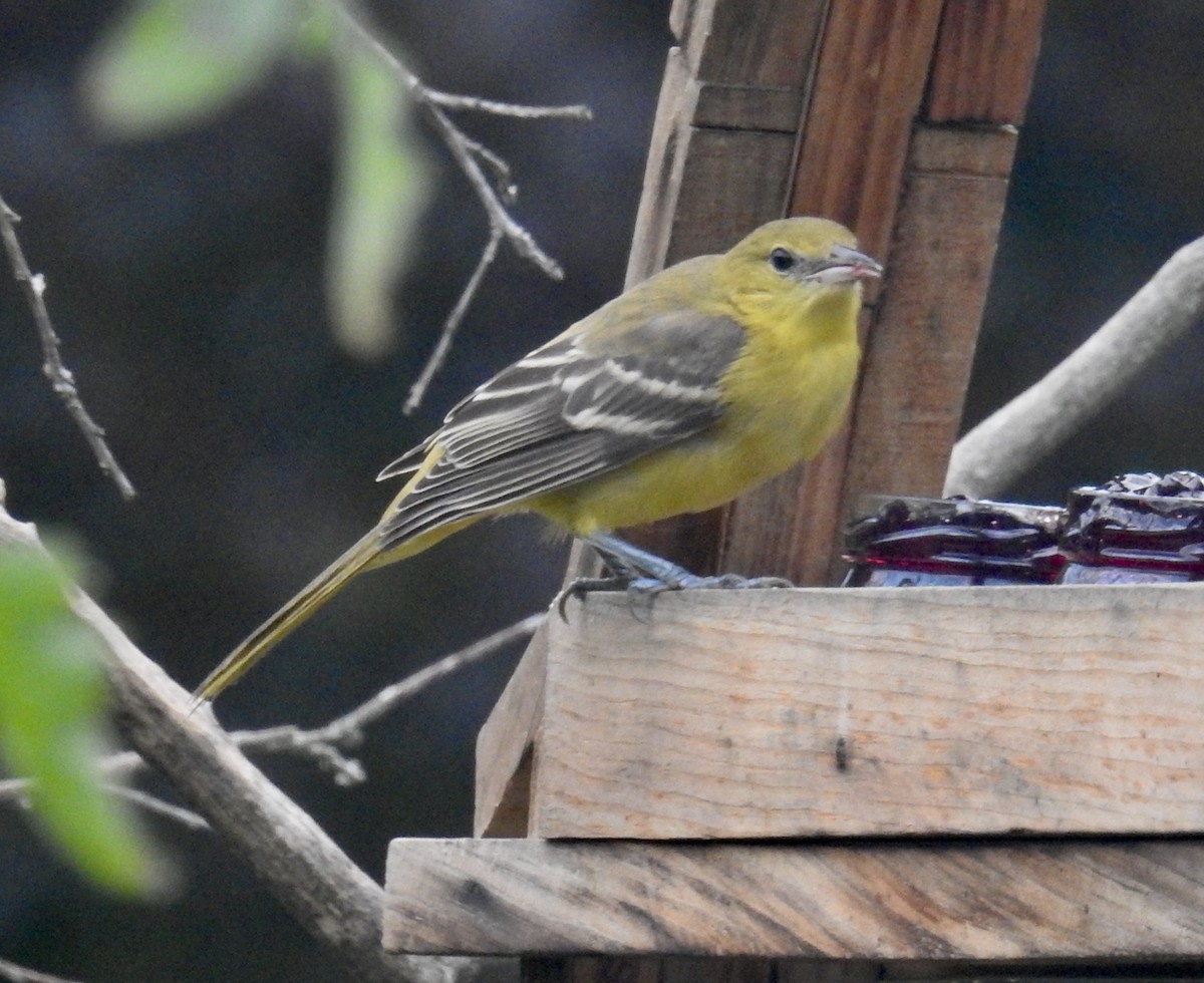 Orchard Oriole - ML640315792