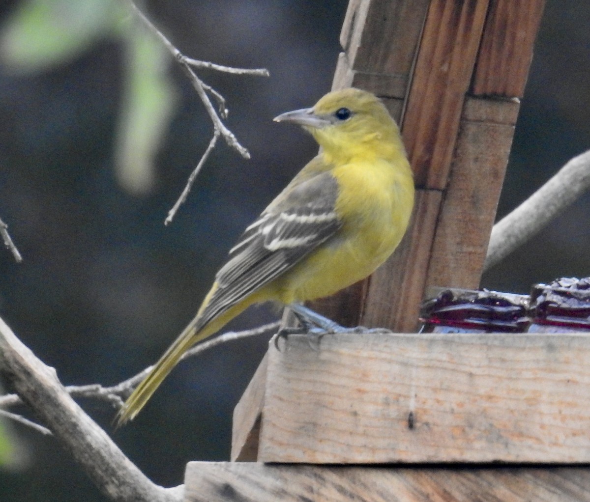 Orchard Oriole - ML640315793