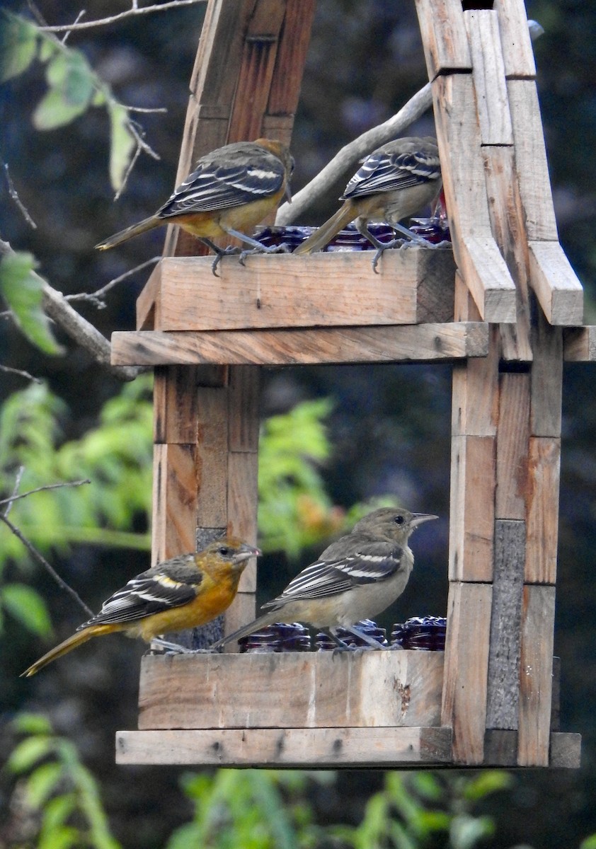 Baltimore Oriole - ML640315825