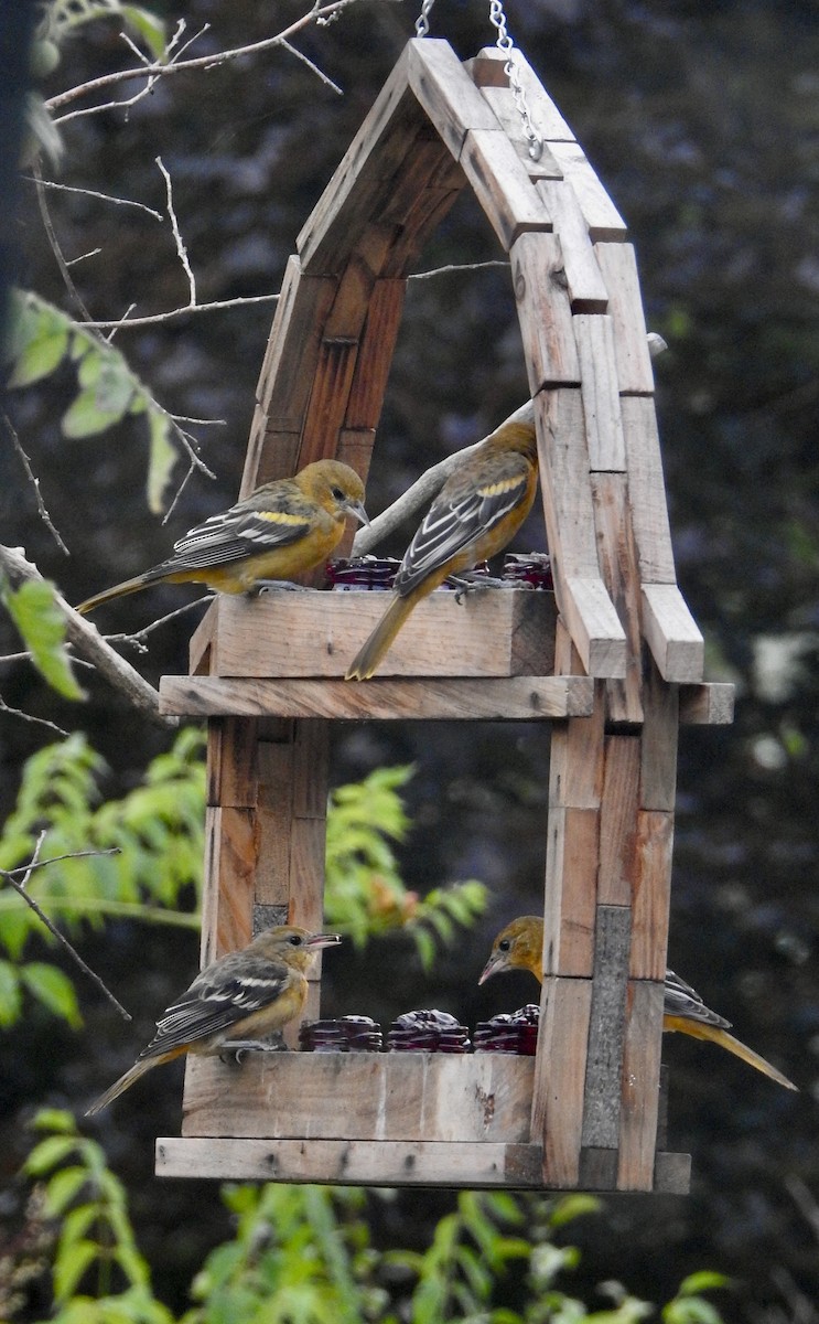 Baltimore Oriole - ML640315826