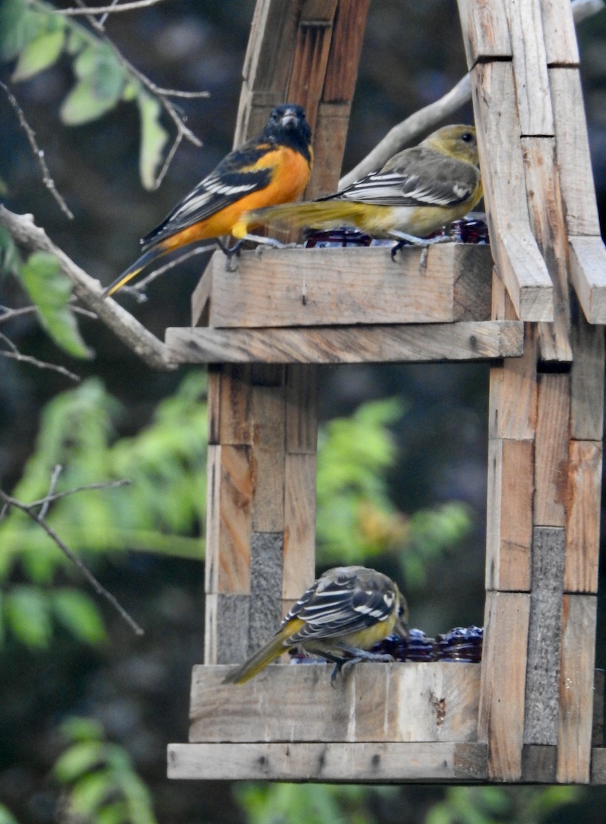 Baltimore Oriole - ML640315828