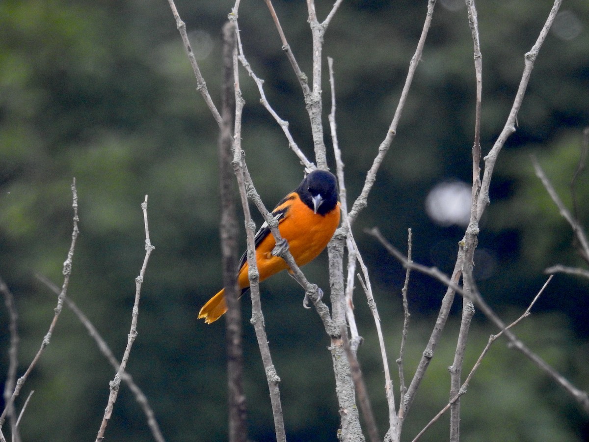 Baltimore Oriole - ML640315829