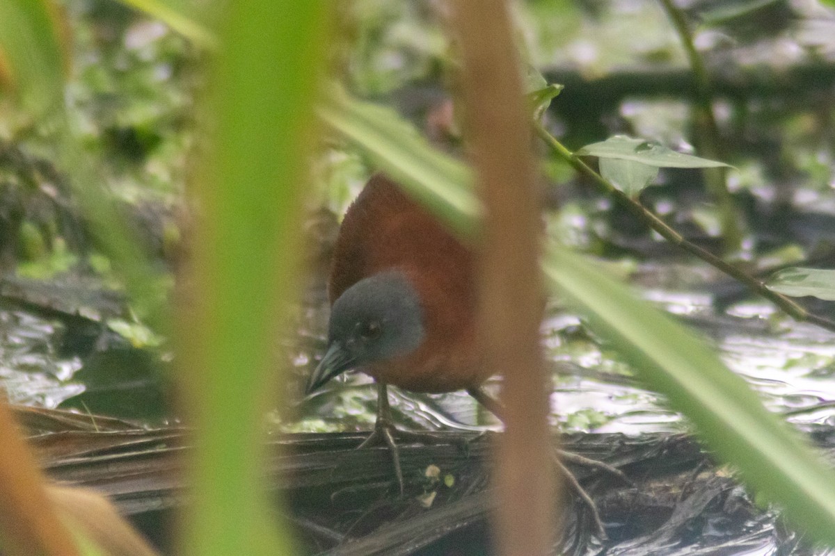 Ruddy Crake - ML640315854