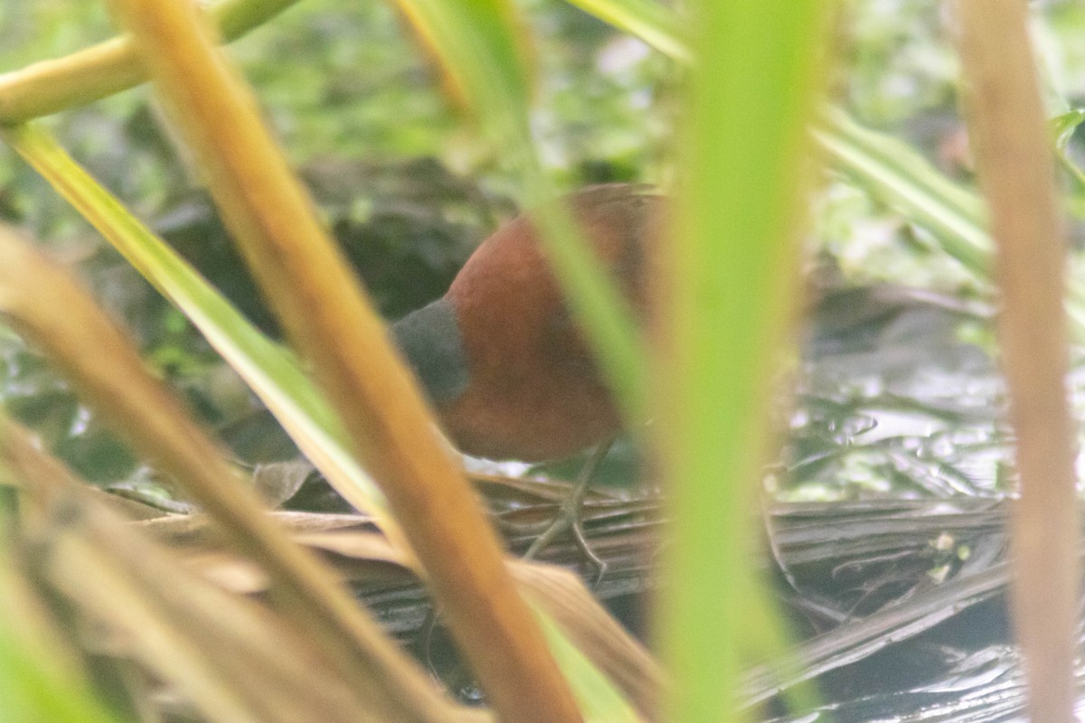 Ruddy Crake - ML640315855