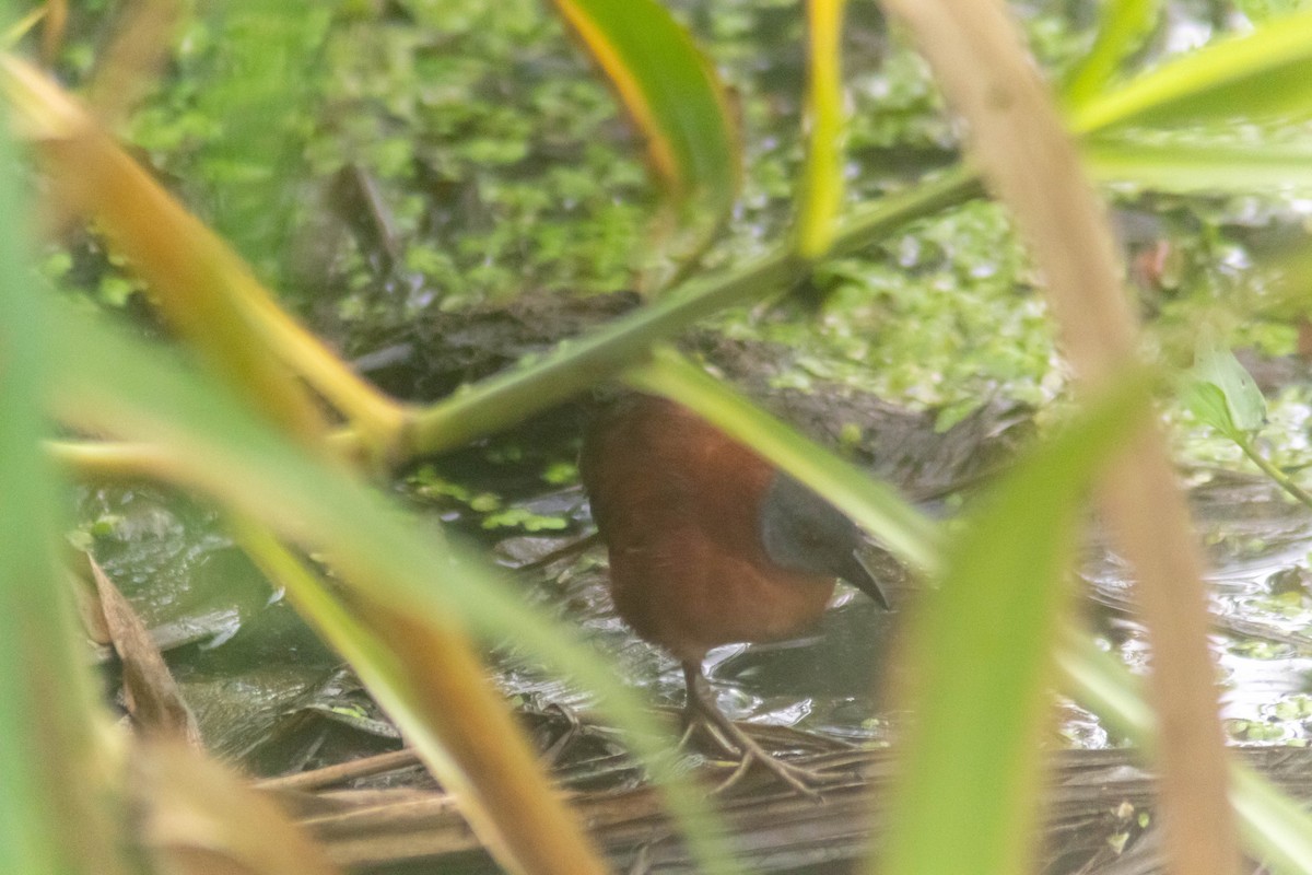 Ruddy Crake - ML640315856