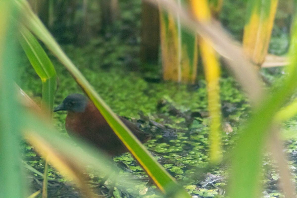 Ruddy Crake - ML640315857