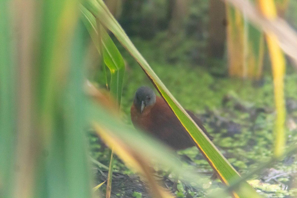 Ruddy Crake - ML640315858