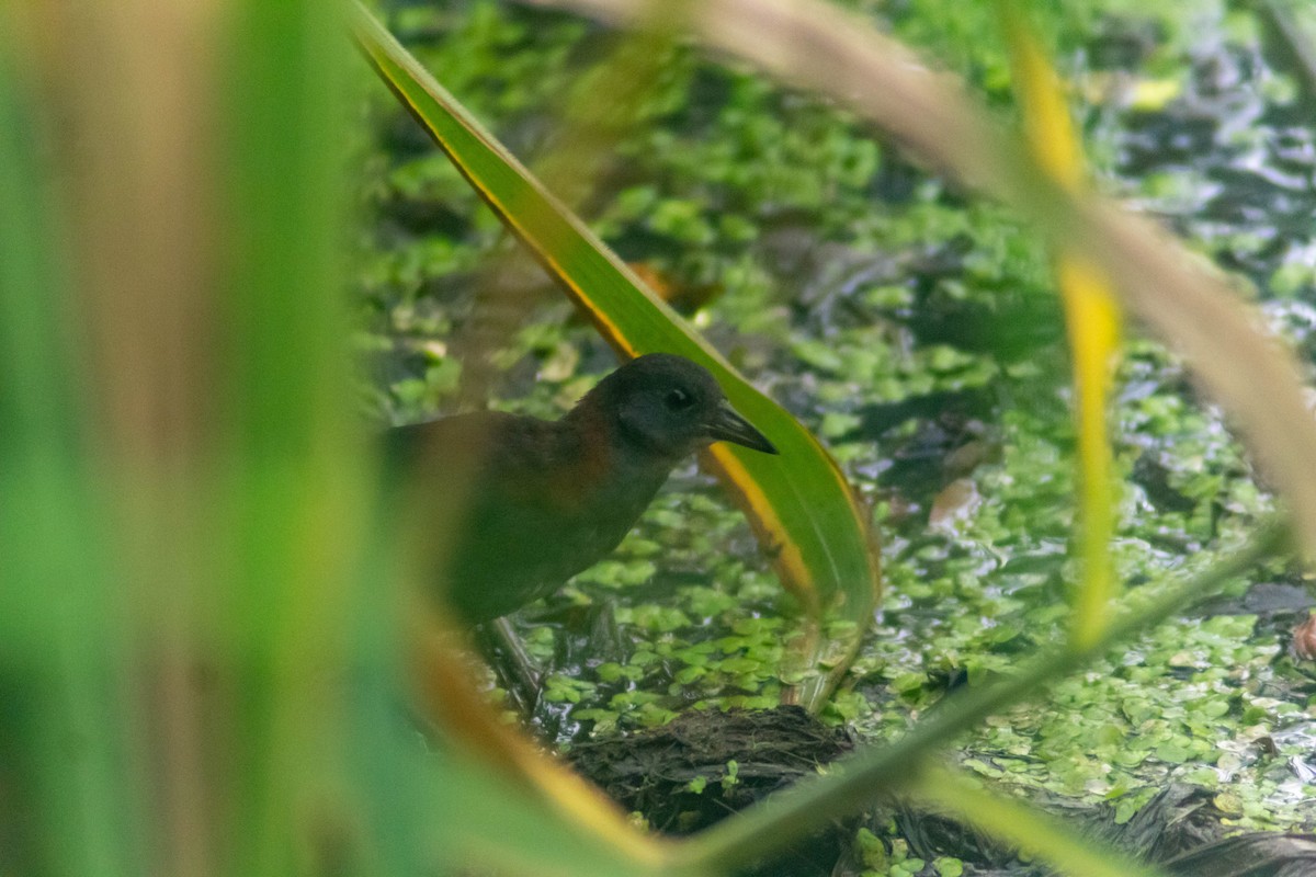 Ruddy Crake - ML640315859