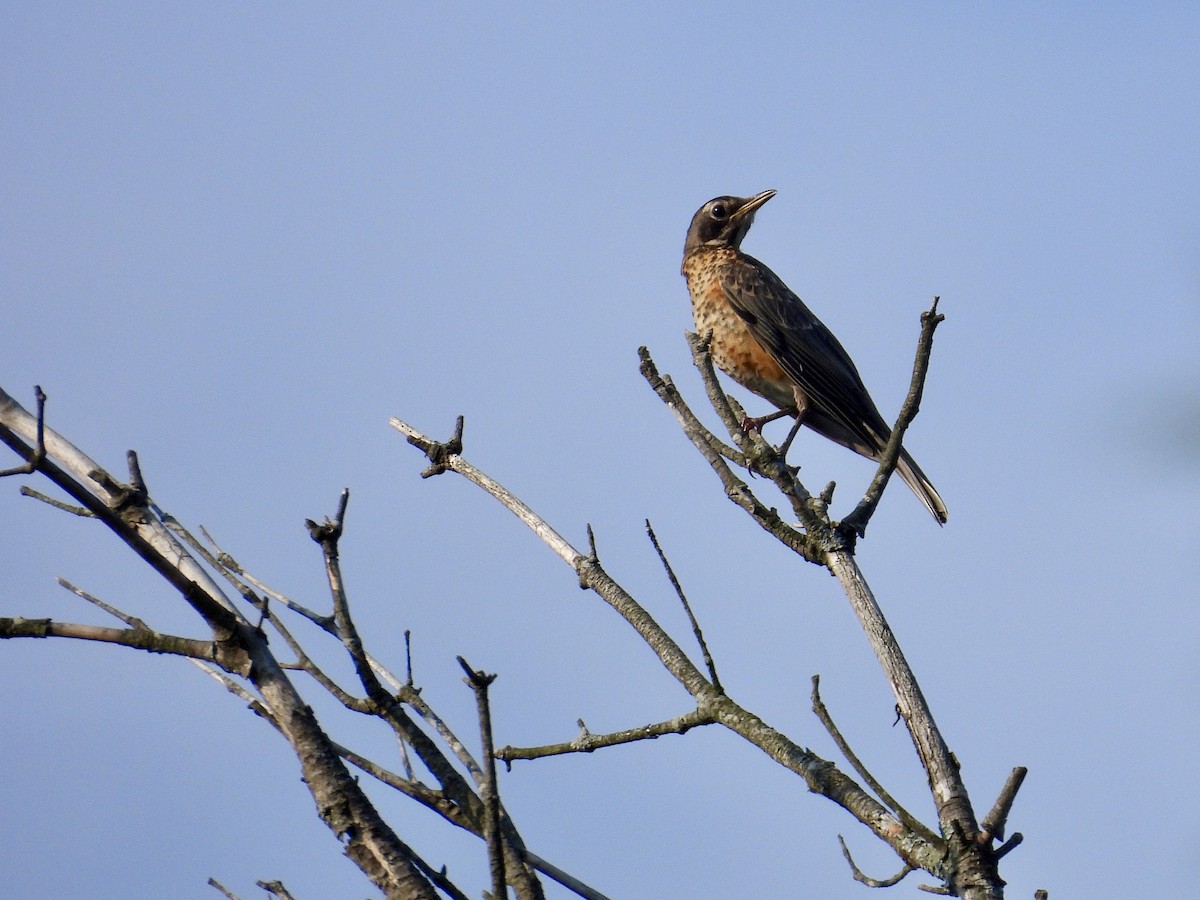 Zozo papargorria - ML640315946
