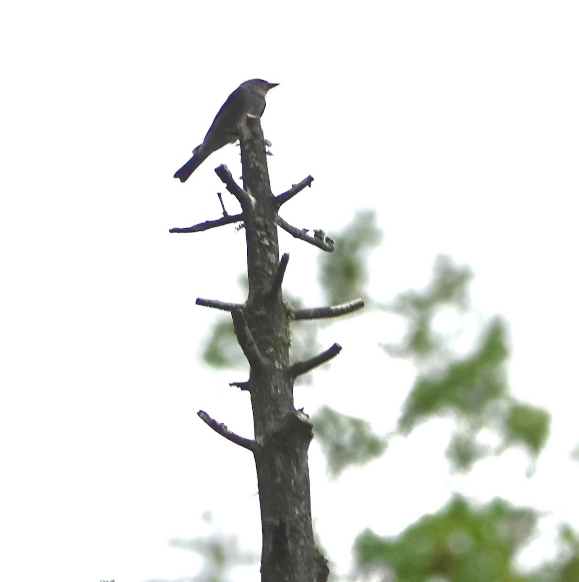 Greater Pewee - ML640315989