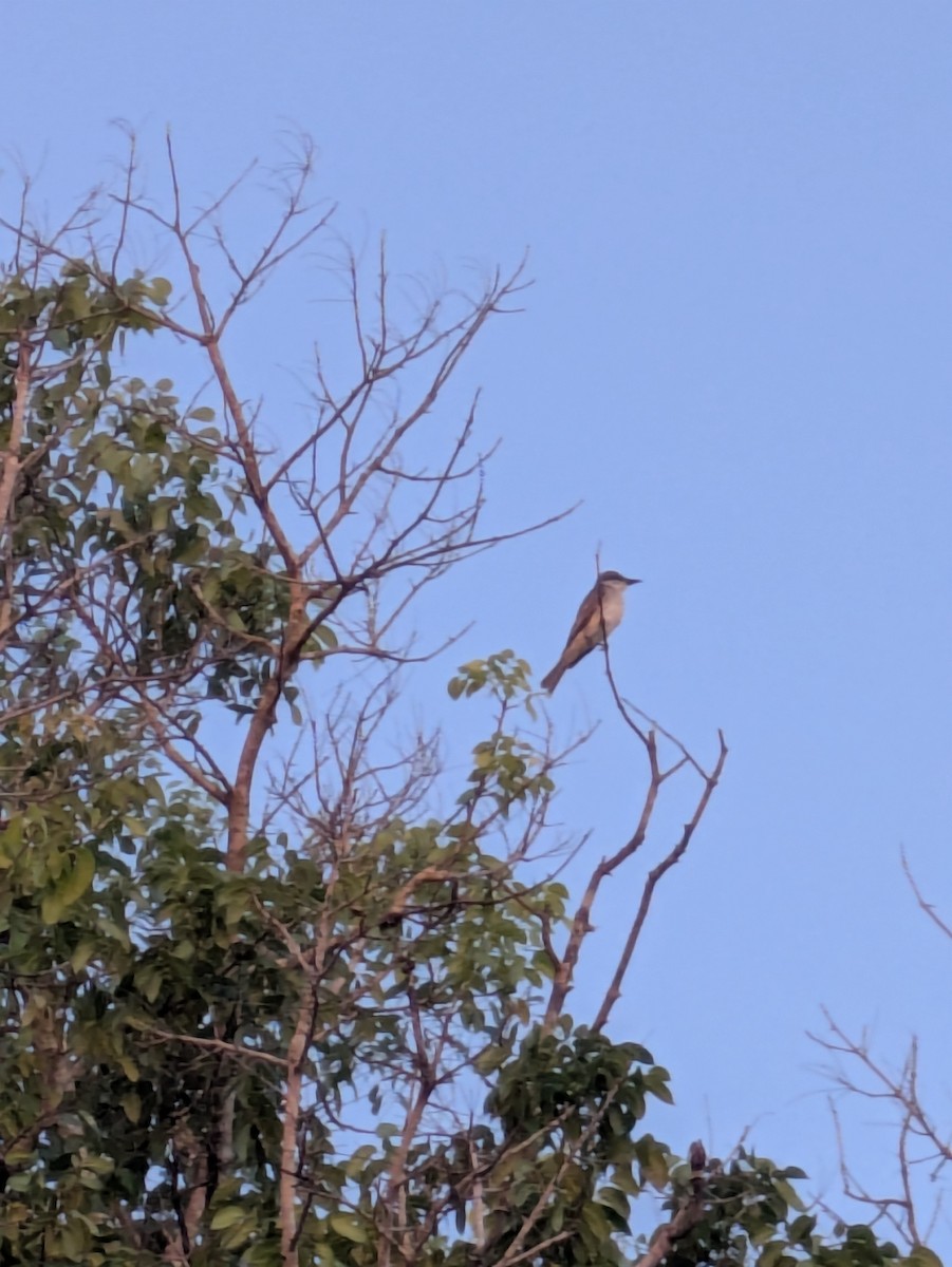 Gray Kingbird - ML640316062