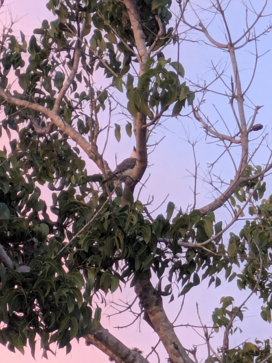 Gray Kingbird - ML640316068