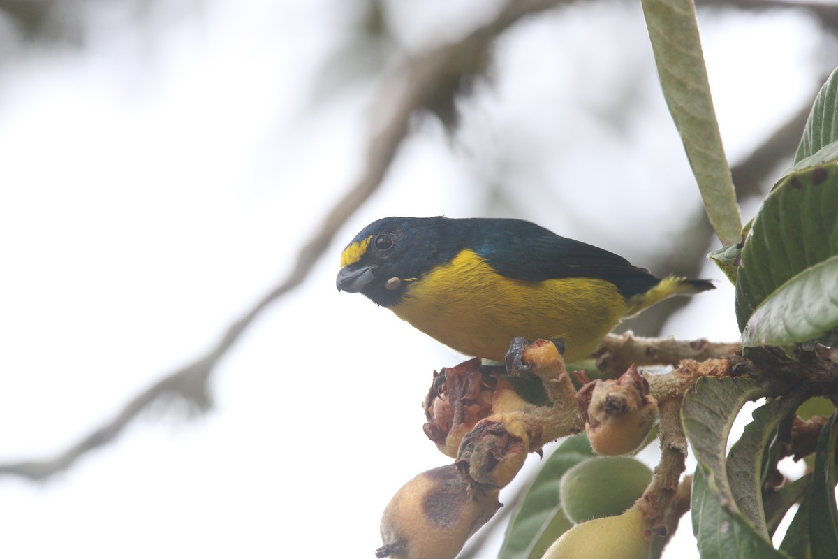 Green-throated Euphonia - ML640316074