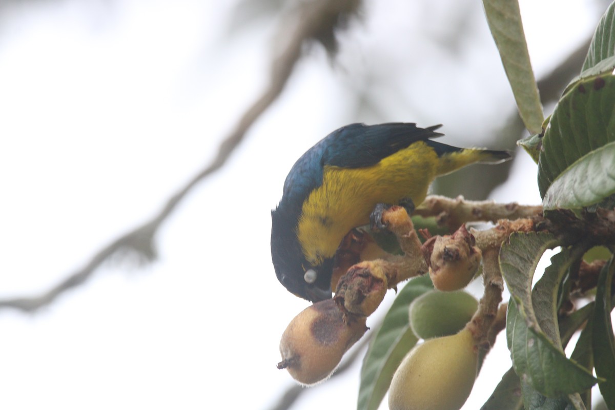 Green-throated Euphonia - ML640316075