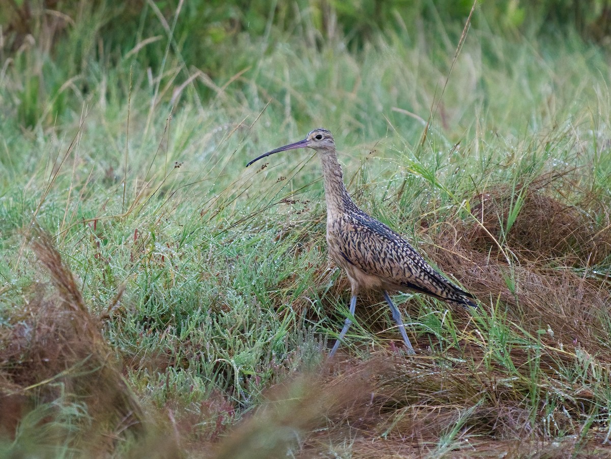 Long-billed Curlew - ML640316119