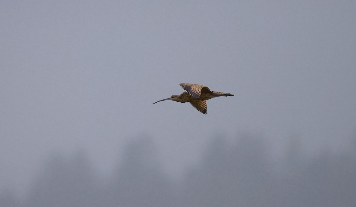 Long-billed Curlew - ML640316120