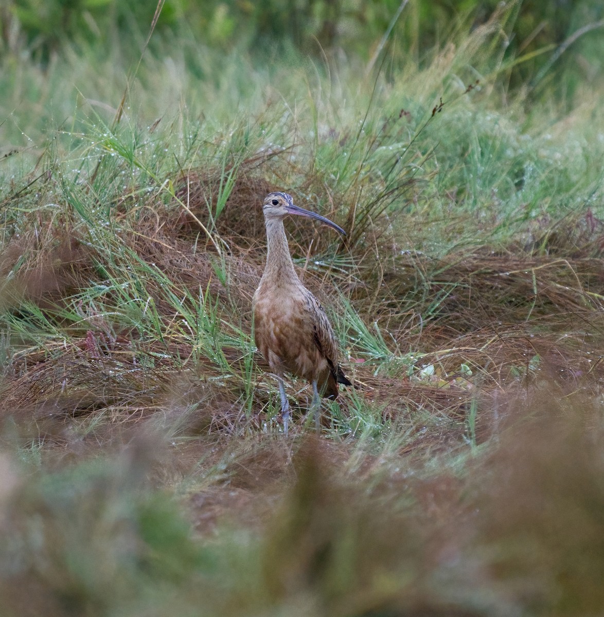 Long-billed Curlew - ML640316121