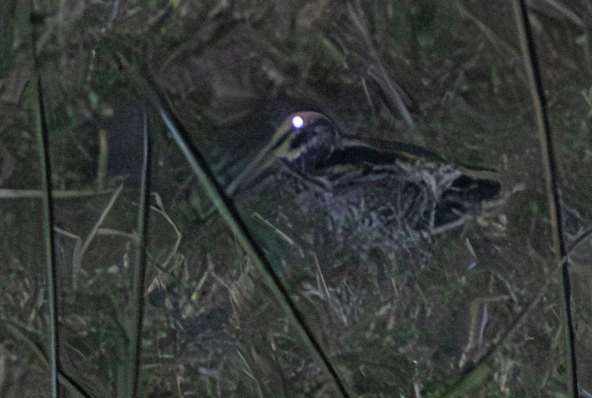 Giant Snipe - ML640316123